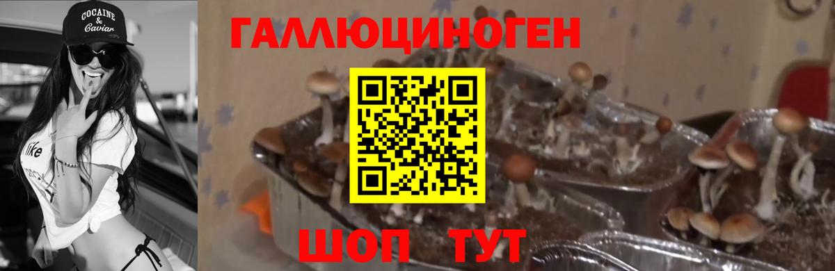 Псилоцибиновые грибы Cubensis  Вход с VPN  Новоалександровск 